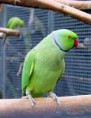 /album/ring-neck/ring-3-jpg/